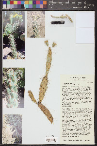 Cylindropuntia abyssi image