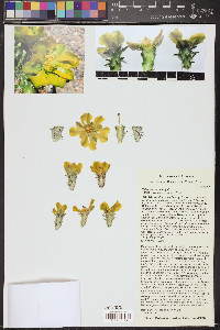 Cylindropuntia abyssi image