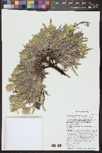 Oreocarya suffruticosa image