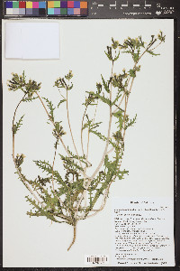 Mentzelia albicaulis image