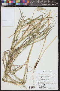 Bothriochloa barbinodis image