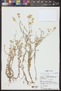 Pseudognaphalium luteoalbum image