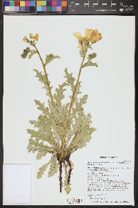 Argemone corymbosa subsp. arenicola image