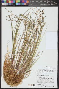 Juncus ensifolius var. montanus image