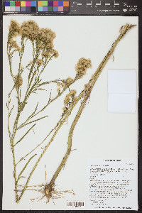Euthamia occidentalis image