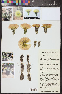 Grusonia grahamii image