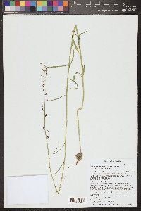 Pennellia longifolia image