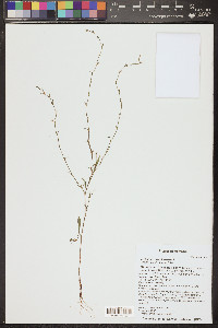Polygonum sawatchense image
