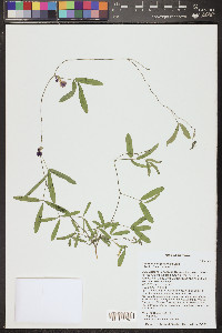 Cologania angustifolia image