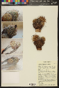Coryphantha vivipara image