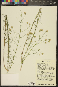 Brickellia eupatorioides var. chlorolepis image