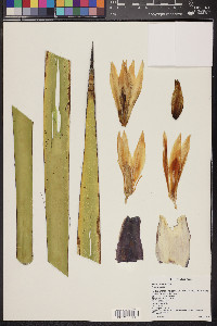 Yucca baccata image
