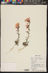 Ipomopsis arizonica image