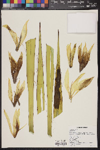 Yucca baccata image