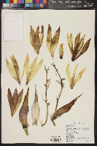 Yucca baccata image