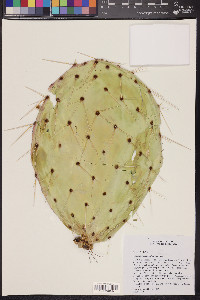 Opuntia phaeacantha image