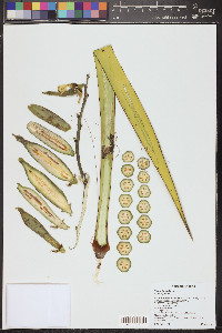 Yucca baccata image
