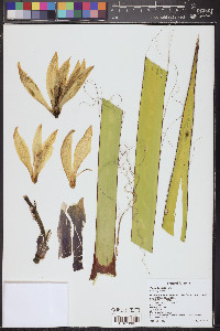 Yucca baccata image
