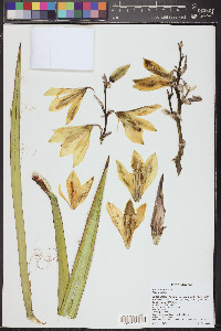 Yucca baccata image