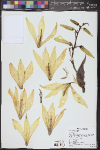 Yucca baccata image