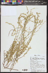 Artemisia bigelovii image