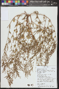 Eriogonum divaricatum image