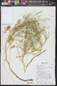 Astragalus preussii image