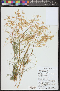 Tamarix chinensis image