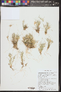Dasyochloa pulchella image