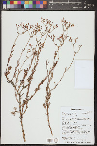Eriogonum microthecum var. simpsonii image