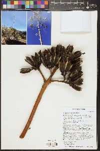 Agave chrysantha image