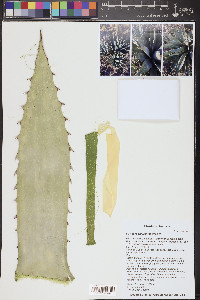 Agave chrysantha image