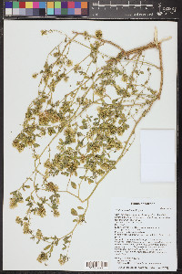 Wislizenia refracta image