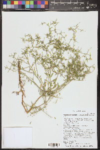 Rhinotropis acanthoclada image