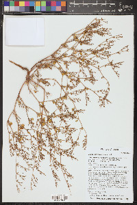 Eriogonum divaricatum image