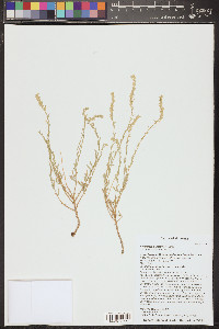 Artemisia bigelovii image