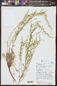Artemisia campestris image