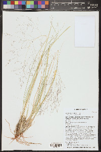 Sporobolus airoides image