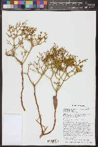 Eriogonum corymbosum var. aureum image