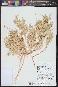 Atriplex saccaria image