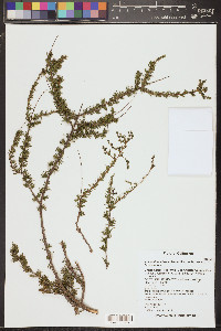 Adenostoma fasciculatum subsp. fasciculatum image