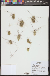 Grusonia grahamii image