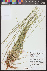 Sporobolus contractus image