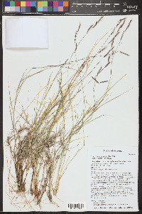 Bouteloua eriopoda image