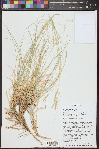 Hilaria jamesii image