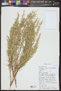 Artemisia filifolia image