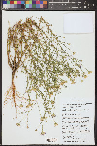 Dieteria canescens var. aristata image