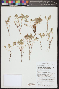 Euphorbia fendleri image
