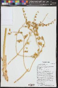Frasera paniculata image