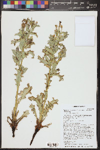 Argemone corymbosa subsp. arenicola image